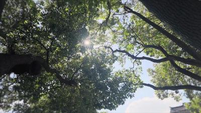 周庄古镇｜夏天还没过去 已经开始怀念